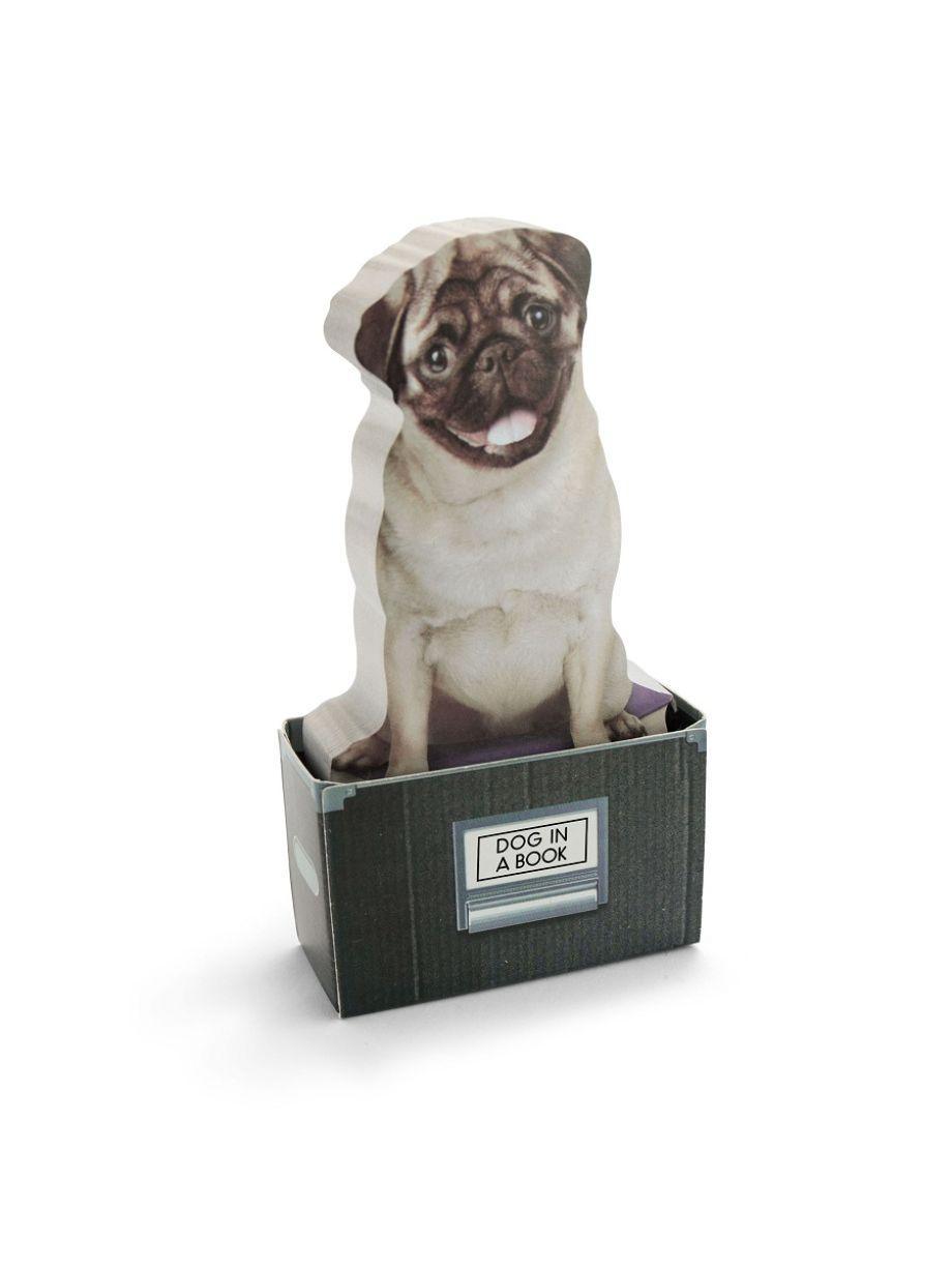 Dog in a Box - Notluk - Mahfelle