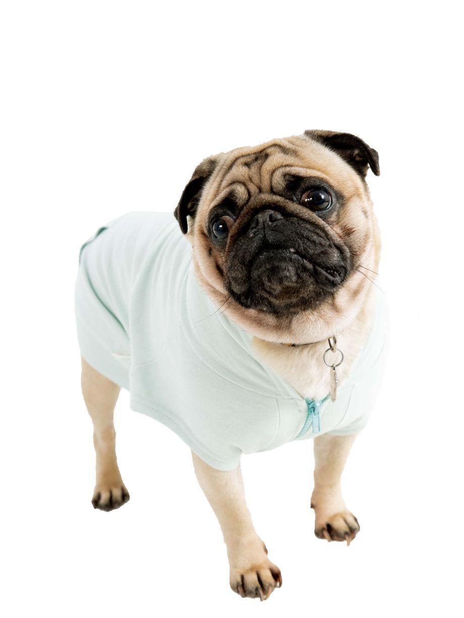 Grey Minty Su Yeşili Fermuarlı Kapüşonlu Sweatshirt Köpek Kıyafeti - Mahfelle